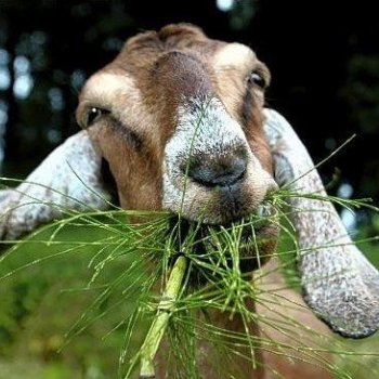 GOAT Diet Challenge