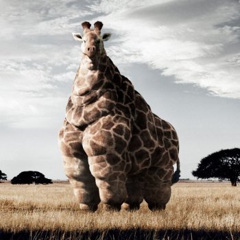Fat Giraffe Diet Bet