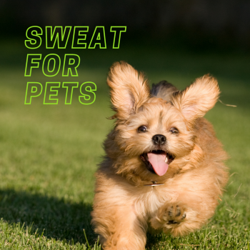 Sweat for Pets + WEEKLY PRIZES