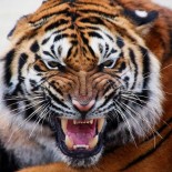 Tiger Pride Competition