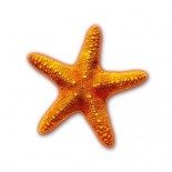 Starfish Challenge!